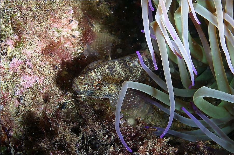 Gobius fallax (Ghiozzo fallace)